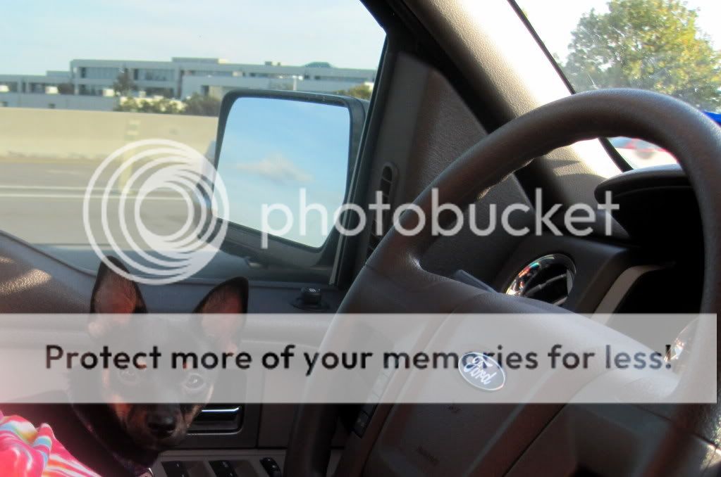 A Photo tour of DFW fish stores! Gallery PNWMAS